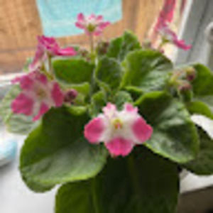 Meet your Posher, Amelia